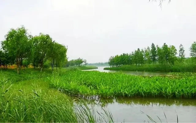 市政 || 中环报点赞任城！人工湿地变身“城市净水器”